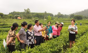 Cán bộ Khuyến nông Hà Nội hướng dẫn bà con nông dân phương pháp trồng cây đúng kỹ thuật.