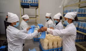 Toàn bộ quy trình từ sản xuất đến thu hoạch nấm của Công ty TNHH xuất nhập khẩu Kinoko Thanh Cao ở xã Đốc Tín, huyện Mỹ Đức đều sử dụng máy móc và công nghệ của Nhật Bản. Đây là một trong những doanh nghiệp đi đầu về ứng dụng công nghệ cao trong sản xuất 