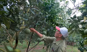 Ông Hoàng Đình Thận ở đội 1, thôn Ba Nhà, xã Yên Sơn, huyện Quốc Oai (Hà Nội) bên vườn bưởi Diễn sai trĩu quả.