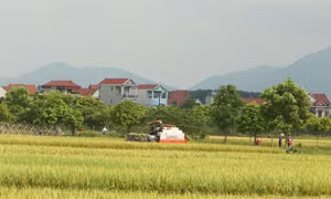 Hà Nội nhiều năm qua luôn đẩy mạnh cơ giới hóa trong sản xuất lúa.