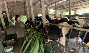 Nhiều hội viên phụ nữ trên địa bàn huyện Ba Vì (Hà Nội) đã thoát nghèo nhờ nguồn vốn vay từ dự án bò sữa.