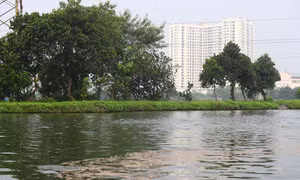 Năm 2022, Trung tâm Khuyến nông Hà Nội triển khai mô hình nuôi thủy đặc sản tại hộ gia đình ông Quán Văn Tân ở thôn Đồng Trì, xã Tứ Hiệp, huyện Thanh Trì. Theo đánh giá của cán bộ khuyến nông Hà Nội, cá của mô hình trên khỏe mạnh, không bong tróc vảy, khô