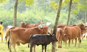 Hiện nay, ngành Nông nghiệp Hà Nội đang tích cực hỗ trợ các địa phương phát triển vùng chăn nuôi bò thịt chất lượng cao, góp phần giúp người chăn nuôi hướng tới tính chuyên nghiệp, đồng thời cơ cấu lại ngành Nông nghiệp Thủ đô.