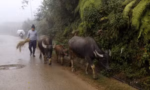 Người dân vùng cao thị xã Sa Pa (Lào Cai) chủ động di chuyển đàn trâu xuống vùng thấp chống rét. Ảnh: Quốc Khánh - TTXVN