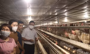 Đoàn kiểm tra của Sở Nông nghiệp và Phát triển nông thôn Hà Nội kiểm tra việc sử dụng vốn Quỹ Khuyến nông Hà Nội tại xã Liên Châu, huyện Thanh Oai, Hà Nội.