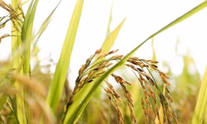 Hà Nội có hơn 160.000ha sản xuất lúa chuyên canh, sản lượng trên 1 triệu tấn/năm, trong đó lúa đặc sản, lúa chất lượng cao chiến hơn 70%, riêng lúa thơm các loại chiếm hơn 53% sản lượng lúa của thành phố. 