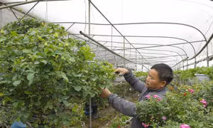 Trên địa bàn huyện Mê Linh (Hà Nội) đã hình thành các vùng chuyên canh sản xuất hoa hồng tại các xã: Mê Linh, Văn Khê, Thanh Lâm; vùng sản xuất hoa cúc cắt cành tại các xã: Đại Thịnh, Thanh Lâm...