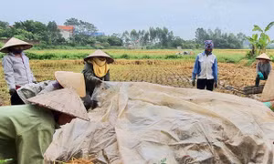 Bà con nông dân ngoại thành Hà Nội ủ rơm rạ để làm phân bón hữu cơ cho nông nghiệp.