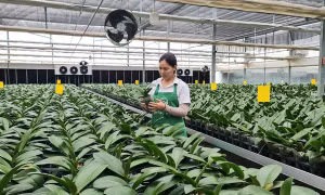 Mô hình trồng hoa lan trong nhà màng, nhà lưới tại thôn Thường Lệ, xã Đại Thịnh, huyện Mê Linh (Hà Nội).