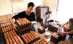 Để bảo đảm nguồn cung thực phẩm phục vụ nhu cầu tăng cao giai đoạn cuối năm, nhất là dịp Tết Nguyên đán Quý Mão 2023, ngành Nông nghiệp Hà Nội đang đẩy mạnh sản xuất. 