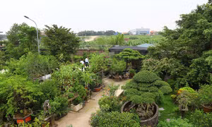 Trên cơ sở quy hoạch chung của thành phố, Hà Nội thúc đẩy các mô hình nông nghiệp đô thị theo hướng sinh thái, bền vững, nâng cao đời sống cho người nông dân.