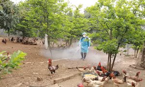 Tính đến thời điểm tháng 6/2022, tình hình chăn nuôi trên địa bàn thành phố Hà Nội dần khôi phục và có nhiều dấu hiệu tích cực.