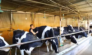 Nhiều năm nay, anh Lê Đức Thụy ở thôn Chu Chàng, xã Minh Châu, huyện Ba Vì (Hà Nội) luôn quan tâm phát triển chăn nuôi bò sữa, doanh thu mỗi năm lên đến hàng tỷ đồng. 