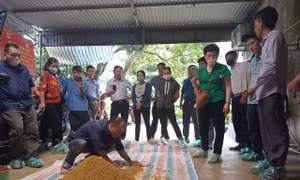 Lớp tập huấn tham quan mô hình thực tế chăn nuôi gà theo hướng an toàn hữu cơ tại Hợp tác xã Yên Hòa Phú thuộc xã Đông Yên, huyện Quốc Oai (Hà Nội).
