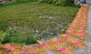 Làng nghề làm hương xứ Quảng vào Xuân