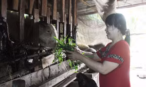 Hậu Giang đầu tư phát triển vùng đồng bào dân tộc Khmer