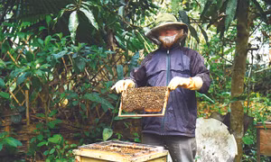 Nuôi ong lấy mật giờ trở thành nghề đem lại hiệu quả kinh tế cao cho hộ gia đình ông Nguyễn Minh Phán ở xóm Sòng, xã Độc Lập, thành phố Hòa Bình. Ảnh: Diễm Quỳnh
