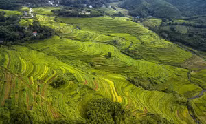 Vẻ đẹp của những thửa ruộng bậc thang Miền Đồi (Hòa Bình) không thua kém gì so với những vùng đất vốn đã rất nổi tiếng về ruộng bậc thang như Lào Cai, Yên Bái... Ảnh: Trọng Đạt – TTXVN