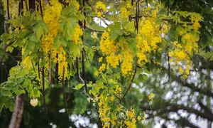 Muồng hoàng yến còn có tên là muồng hoàng hậu, hoa lồng đèn, bò cạp nước, bò cạp vàng, Osaka, mai dây, cây xuân muộn, mai nở muộn... Ảnh: Trọng Đạt-TTXVN