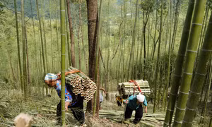 Ấm no nhờ cây trúc sào