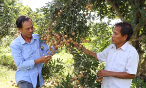 Nhãn là cây trồng chủ lực của xã Tam Hiệp, huyện Bình Đại, tỉnh Bến Tre. Ảnh: Công Trí- TTXVN