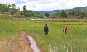 Những năm vừa qua, đồng bào dân tộc ở các làng Keo, A Chông, Vơng Chép đã mở rộng được hơn 100 ha diện tích lúa 2 vụ. Ảnh: Hồng Điệp