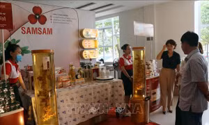 Phát triển Sâm Việt Nam mang thương hiệu sản phẩm quốc gia