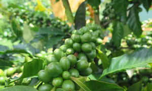 Cà phê xứ lạnh đang dần có chỗ đứng trên thị trường