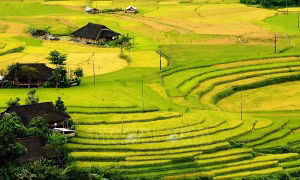 Bên ruộng bậc thang là những nếp nhà sàn của dân tộc H’Mông. Ảnh: Lâm Khánh – TTXVN