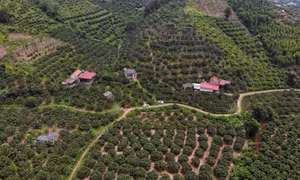  Vườn vải nhà anh Ngô Văn Hùng, thành viên của HTX Thanh Hải, đạt tiêu chuẩn xuất Nhật. Ảnh: Danh Lam-TTXVN