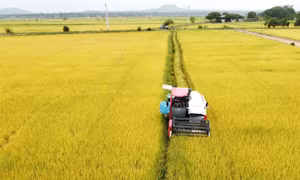 Mùa lúa chín trên cánh đồng Buôn Chóah. Ảnh: Hưng Thịnh