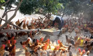 Một hộ chăn nuôi gà đồi Yên Thế ở xã Đồng Tâm, huyện Yên Thế, Bắc Giang. Ảnh: Đình Huệ - TTXVN