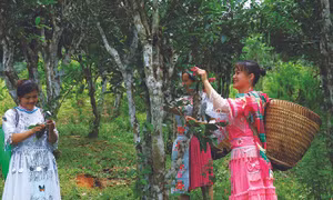 Xã Hồng Thái, huyện Na Hang hiện có trên 64 ha chè Shan tuyết, trong đó có 29 ha chè cổ thụ hàng trăm năm tuổi, 35 ha chè trồng trên 25 năm tuổi đang được Hợp tác xã chè Sơn Trà liên kết với các hộ đồng bào bao tiêu sản phẩm. Ảnh: An Thành Đạt