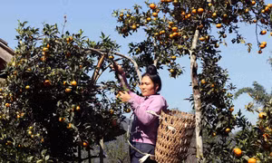 Xuân của niềm tin trên vùng cao Sơn La