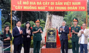 Lễ mở bia đá cây di sản Việt Nam tại Trung đoàn 726. Ảnh: TTXVN phát