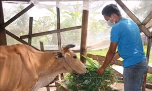 Gia đình anh Thạch Nhựt tại ấp Giồng Lức, xã Đa Lộc (Châu Thành, Trà Vinh) thoát nghèo nhờ được hỗ trợ 300m2 đất ở, vay vốn ưu đãi 50 triệu xây nhà và được hỗ trợ 1 con bò để tăng gia sản xuất. Ảnh: Thanh Hòa-TTXVN