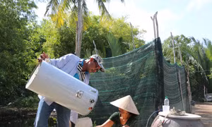 Chỉ sau hơn 5 tháng, Tổ hợp tác nuôi ong lấy mật thị trấn Ngan Dừa đã có gần 200 thùng nuôi ong, lượng mật thu được khoảng 1.000 lít. Với giá bán 500.000 - 600.000 đồng/lít, các tổ viên đã có thêm thu nhập để trang trải cuộc sống gia đình. Ảnh: Tuấn Kiệt