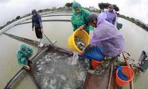 Một số biện pháp chống rét cho cá