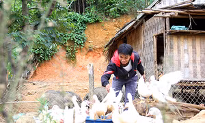 Mô hình khởi nghiệp gia trại kết hợp giữa chăn nuôi và trồng rừng của chàng trai Cơ tu Arất Bay ở thị trấn Prao, huyện Đông Giang cho thu nhập hơn 100 triệu đồng/năm. Ảnh: Khánh Nguyên