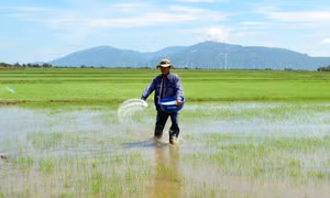 Ninh Thuận: Hướng đi đầy triển vọng từ sản xuất lúa hữu cơ