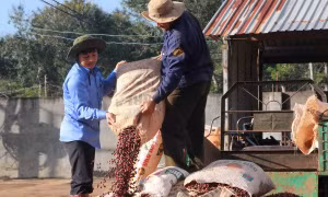 Thu hoạch càphê nhân tại Đắk Lắk. Ảnh: Phạm Cường - TTXVN