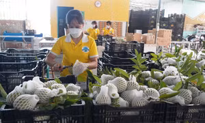 Công đoạn sơ chế quả na theo tiêu chuẩn VietGAP trước khi đóng gói tại Công ty cổ phần Natani (Tây Ninh). Ảnh: Thanh Tân