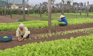 Thu nhập cao nhờ trồng rau an toàn theo tiêu chuẩn VietGAP