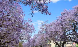 Australia: Rực rỡ mùa hoa phượng tím tại thị trấn Grafton, bang News South Wales