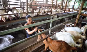 Chị Nguyễn Thị Thêm ở thôn Nam Đồng, xã Danh Thắng, huyện Hiệp Hòa sau khi vay vốn ưu đãi dành cho người nghèo, đầu tư chăn nuôi, nay đã thoát nghèo, vươn lên làm giàu. Ảnh: Danh Lam