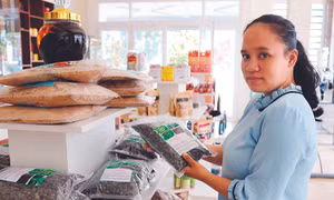 Chuối hột mồ côi Phước Bình là giống chuối quý với nhiều công dụng chữa bệnh, được mệnh danh là “biệt dược” của đồng bào Raglai. Ảnh: Nguyễn Thành
