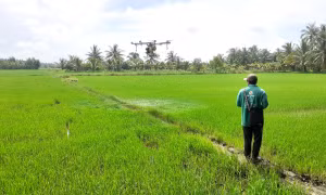 Nông dân huyện Cầu Kè ứng dụng công nghệ phun thuốc trừ sâu bằng máy bay điều khiển từ xa. Ảnh: Thanh Hòa