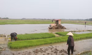 Nông dân huyện Yên Lạc, tỉnh Vĩnh Phúc làm đất, nhổ mạ cấy lúa trên đồng ruộng. Ảnh: Nguyễn Trọng Lịch-TTXVN