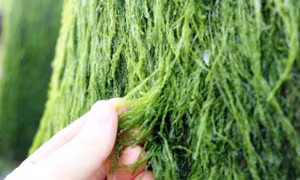 Rêu xanh mướt khiến cho khối đá, trụ bê tông trở nên mềm mại hơn. Ảnh: Xuân Triệu – TTXVN