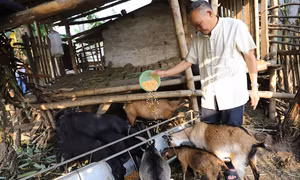 Gia đình già làng Trương Viết Văn thường xuyên gương mẫu, đi đầu trong các phong trào phát triển kinh tế ở địa phương. Ảnh: An Văn Đạt